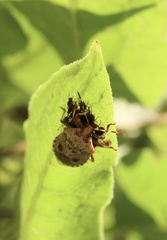 Phorbanta variabilis