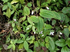 Marcetieae