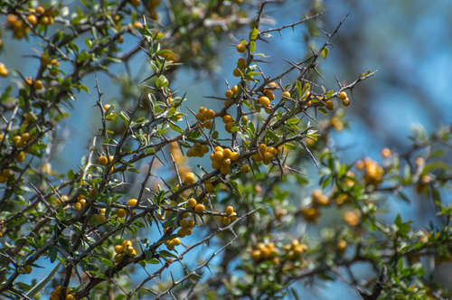 Castela coccinea (Castela coccinea)