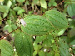 Marcetieae