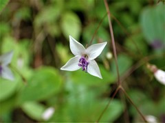 Marcetieae