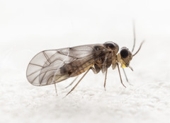 Peripsocus madidus