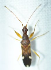 Heraeus triguttatus