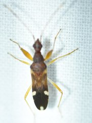 Heraeus triguttatus
