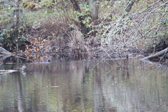 Castor canadensis