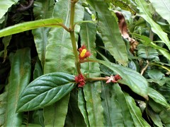 Gesnerieae