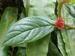 Gesnerieae