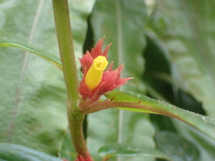Gesnerieae