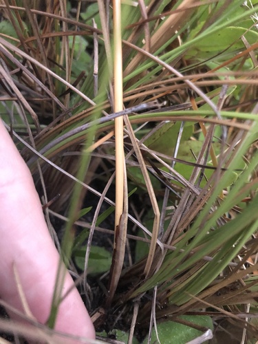 Fimbristylis spadicea image