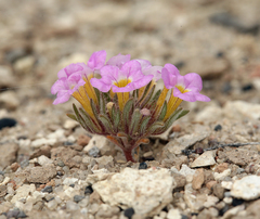 Nama aretioides multiflora