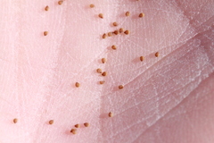 Spergularia bocconei