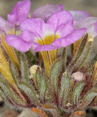 Nama aretioides multiflora