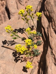 Draba zionensis