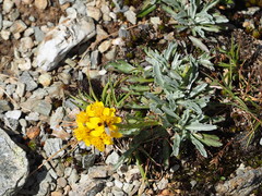 Jacobaea carniolica