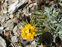 Jacobaea carniolica