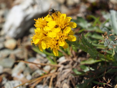 Jacobaea carniolica
