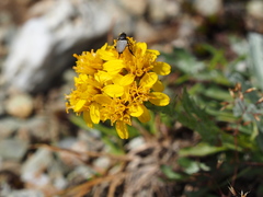 Jacobaea carniolica