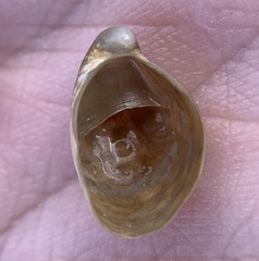 Crepidula fornicata