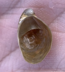 Crepidula fornicata