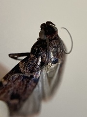 Mimaglossa