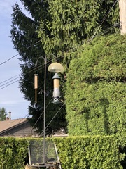 Haemorhous mexicanus