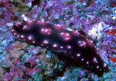 Phyllidiopsis burni