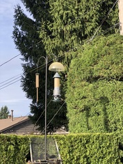 Haemorhous mexicanus