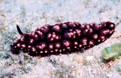 Phyllidiopsis burni
