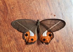 Pierella nereis