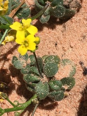 Draba zionensis