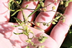 Spergularia bocconei