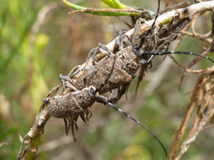 Neodillonia albisparsa