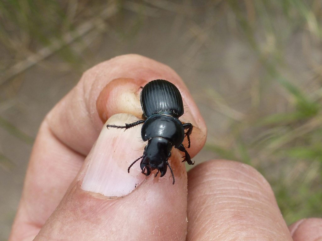 Cnemalobus striatus