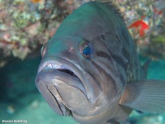 Epinephelus caninus