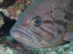 Epinephelus caninus