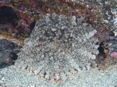 Actinostella flosculifera