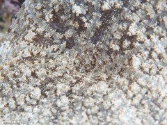 Actinostella flosculifera