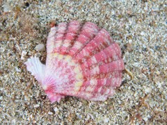 Bractechlamys corallinoides