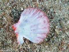 Bractechlamys corallinoides