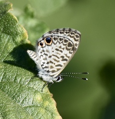 Leptotes cassius theonus