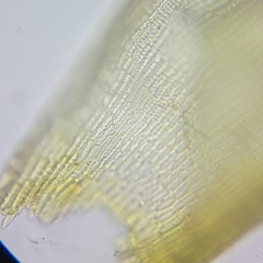 Racomitrium microcarpon