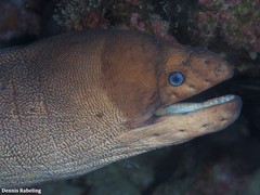 Gymnothorax unicolor