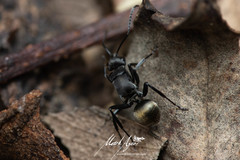 Polyrhachis tubifera