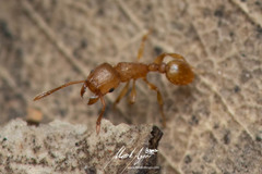 Tetramorium simillimum