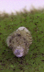 Hemiberlesia rapax