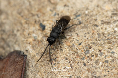 Myrmecomimesis
