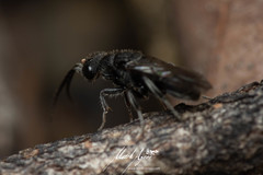 Myrmecomimesis