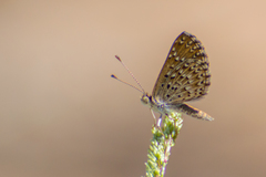Zabuella tenellus