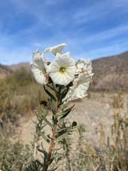 Cordia decandra