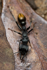 Myrmecia gilberti